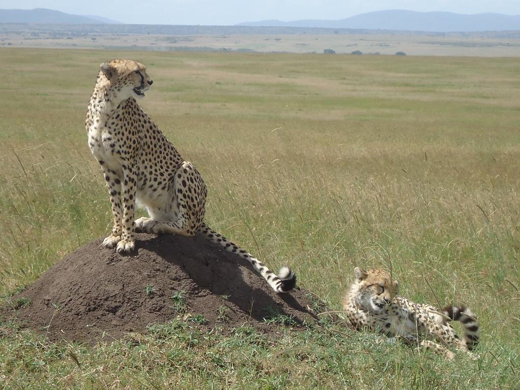 Loyk Mara Luxury Camp Hotel Maasai Mara Bagian luar foto