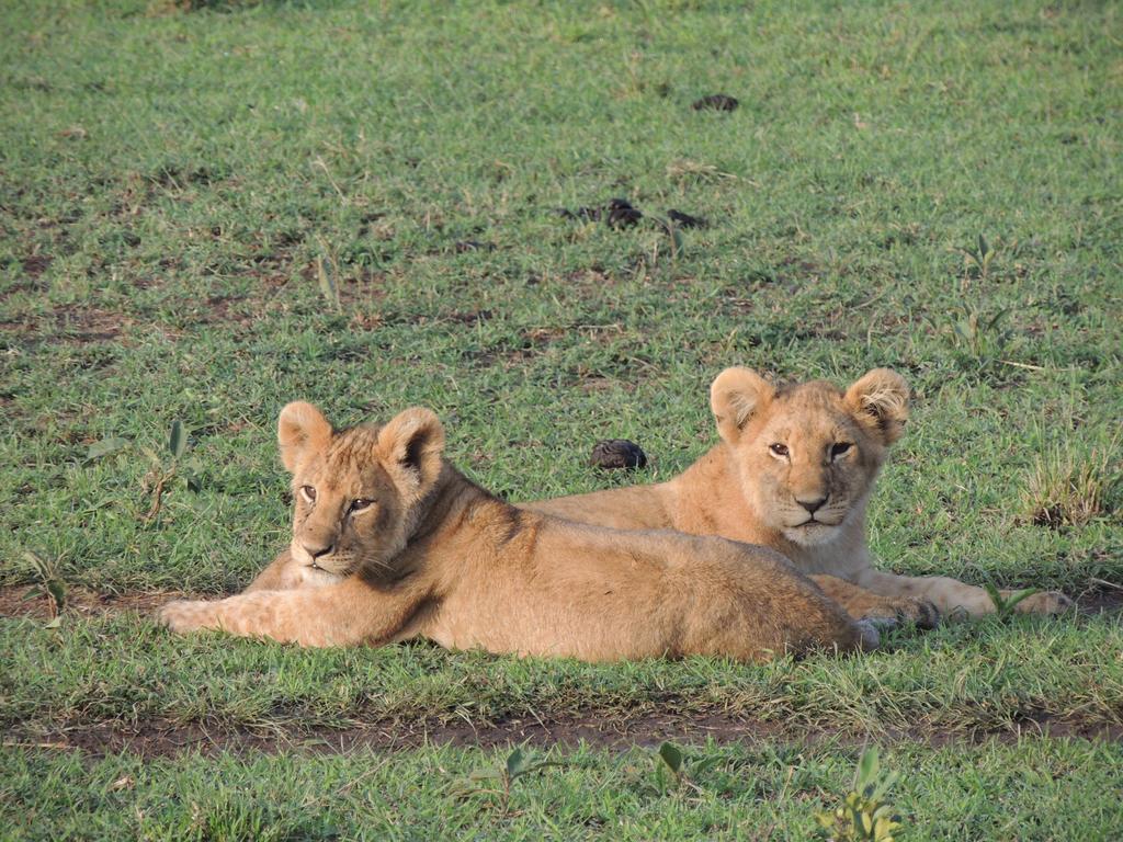Loyk Mara Luxury Camp Hotel Maasai Mara Bagian luar foto