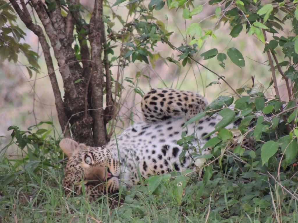 Loyk Mara Luxury Camp Hotel Maasai Mara Bagian luar foto