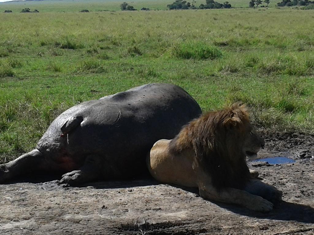 Loyk Mara Luxury Camp Hotel Maasai Mara Bagian luar foto
