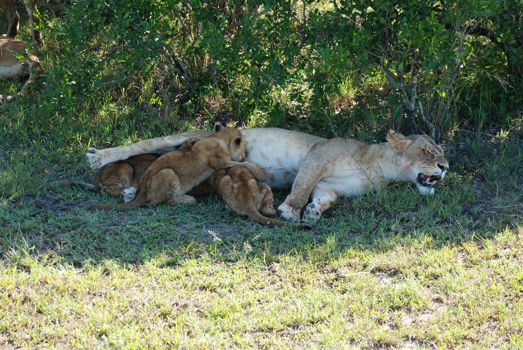 Loyk Mara Luxury Camp Hotel Maasai Mara Bagian luar foto