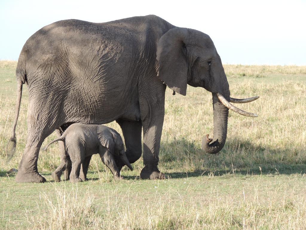 Loyk Mara Luxury Camp Hotel Maasai Mara Bagian luar foto