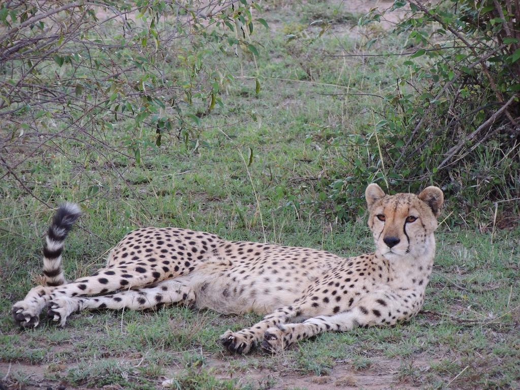 Loyk Mara Luxury Camp Hotel Maasai Mara Bagian luar foto