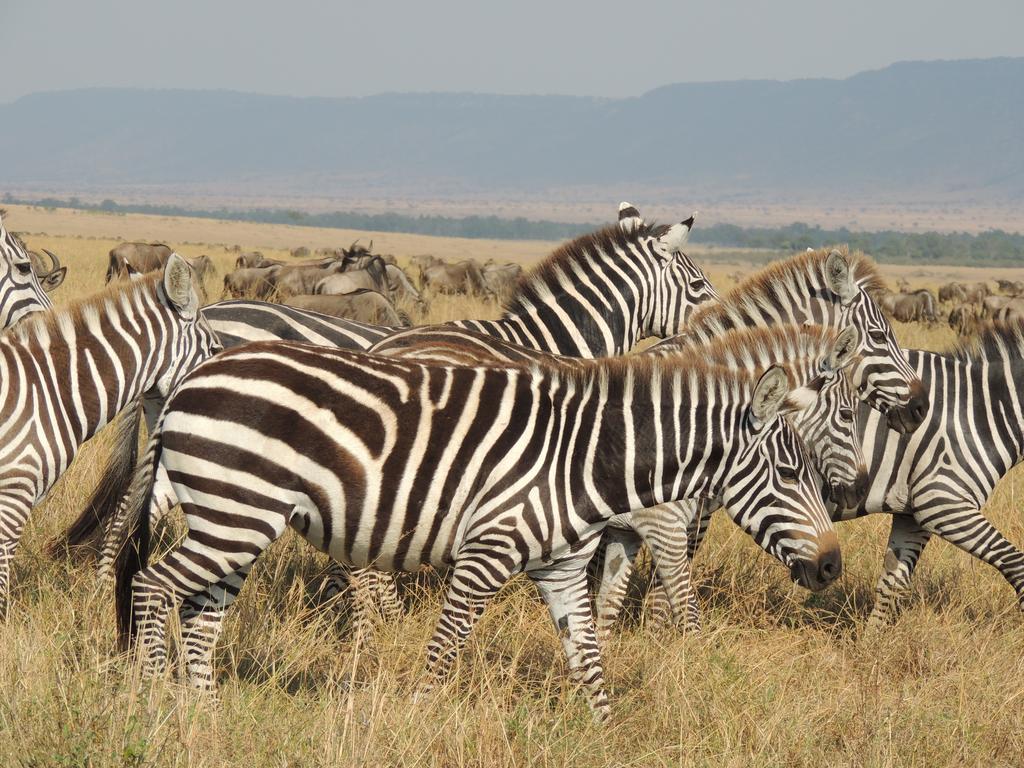 Loyk Mara Luxury Camp Hotel Maasai Mara Bagian luar foto