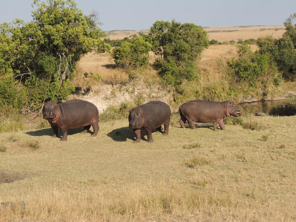 Loyk Mara Luxury Camp Hotel Maasai Mara Bagian luar foto