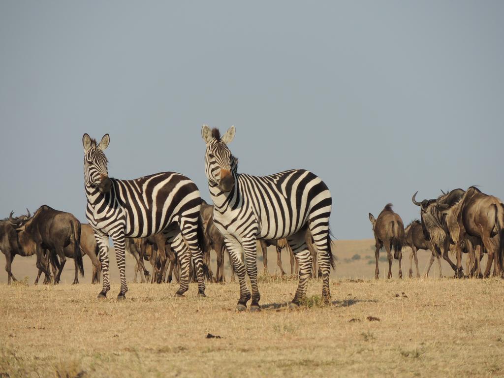 Loyk Mara Luxury Camp Hotel Maasai Mara Bagian luar foto