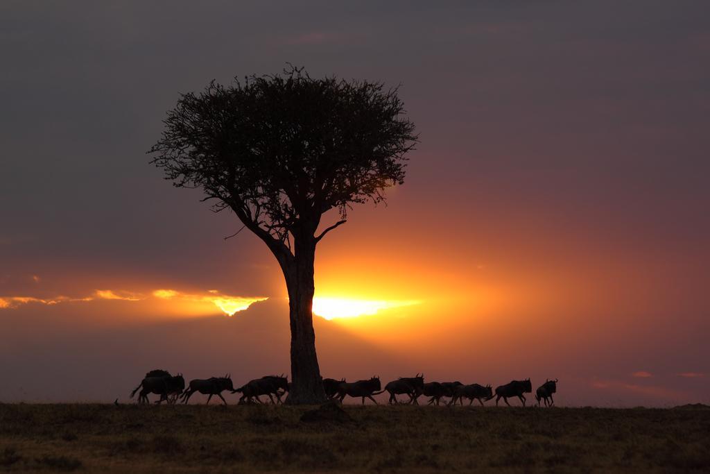 Loyk Mara Luxury Camp Hotel Maasai Mara Bagian luar foto