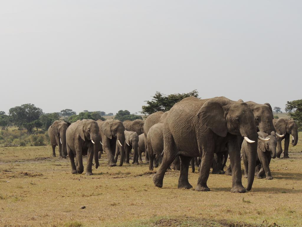 Loyk Mara Luxury Camp Hotel Maasai Mara Bagian luar foto